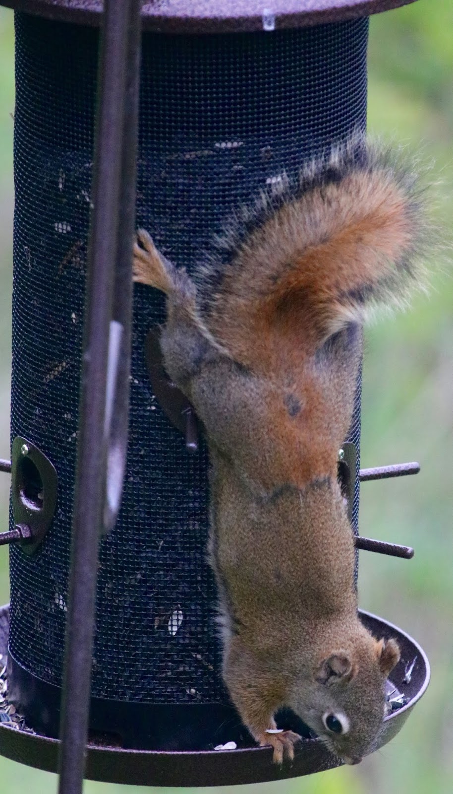 That S Just The Wild Wood I Got A New Squirrel Proof Feeder For