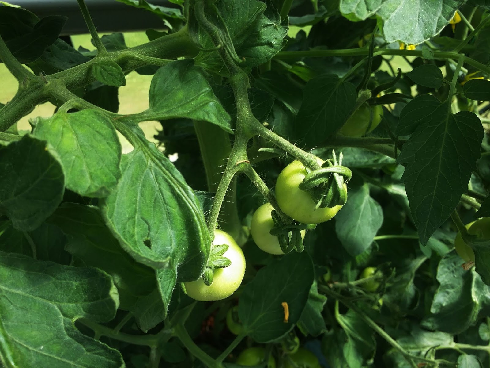 Interim arrangements gardening as an instrument of patience