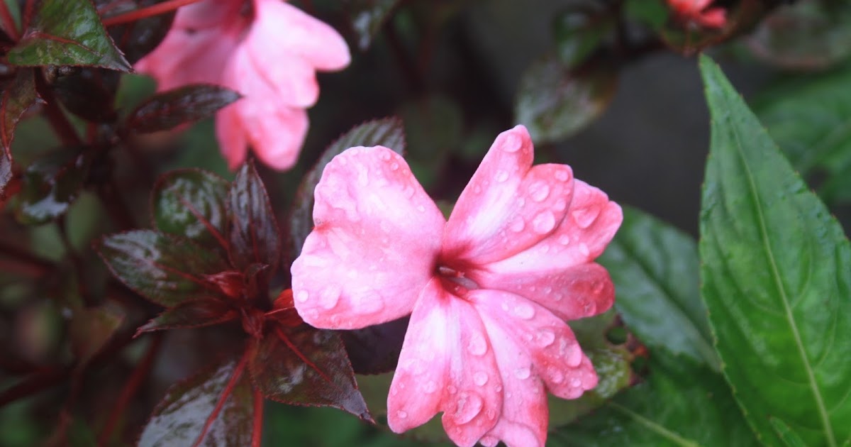 How to Keep Your Plant Alive and Health in Extreme Hot Temperatures