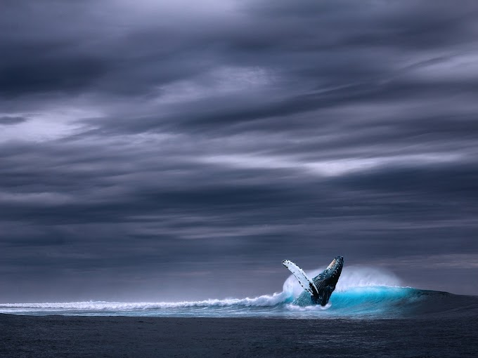 XRP balinalarının fiyatı üzerinde nasıl bir etkisi var?