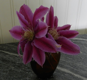 Clematis