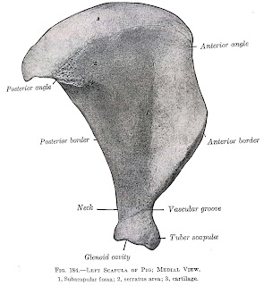 What is Scapula | Appendicular Skeleton | Gross Anatomy | -- Anjani Mishra