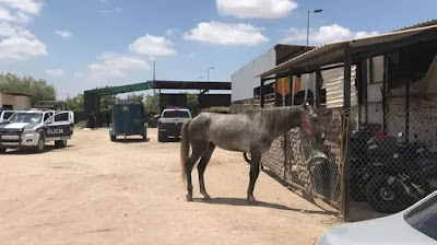 Detienen a caballo en Navojoa por desorden en vía pública