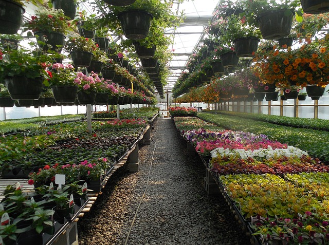 flower farm business plan philippines