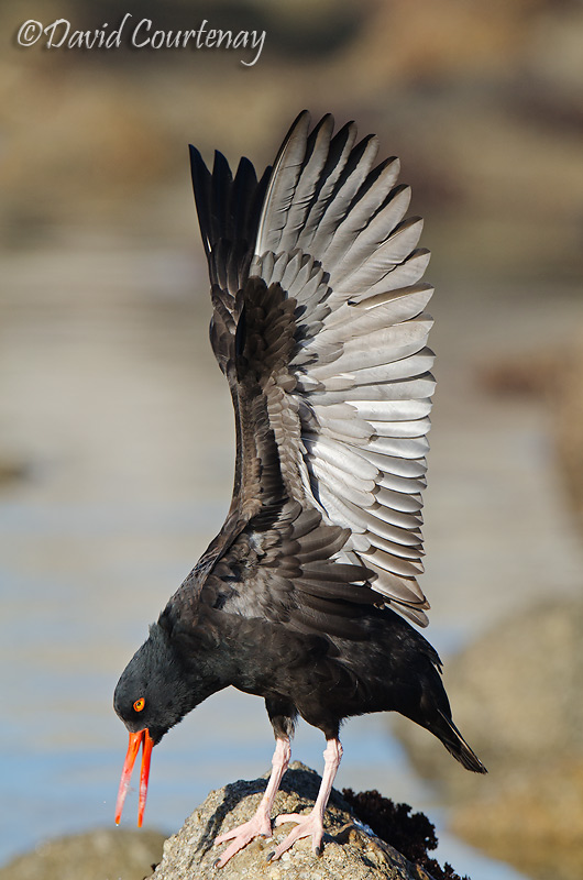 Wildlife Photography across the Water Nikon D7000 for sale