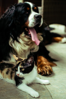 Main Differences Between Dogs and Cats