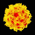 A estrutura do vírus da Febre Amarela 