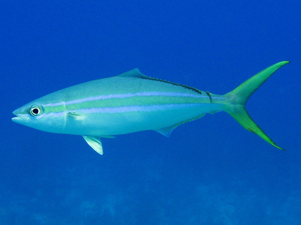 Peixe Rei ou  Arabaiana-azul (Elagatis bipinnulata)