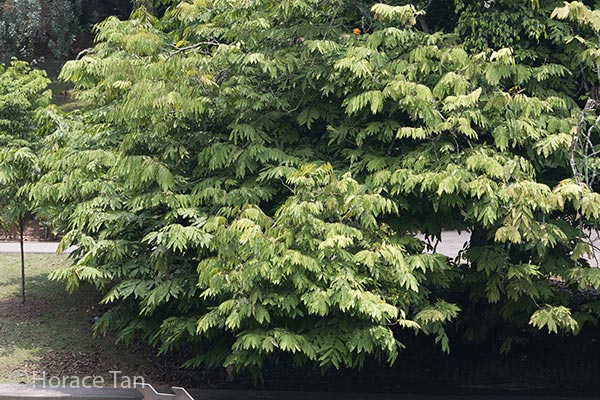 Blue Rug Juniper Trees That Please Nursery