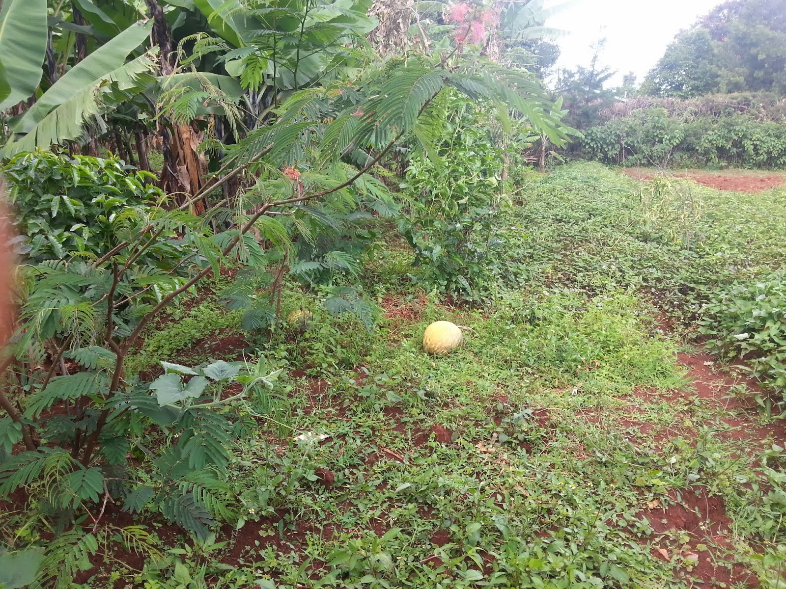 Kenya Young Greens Photos from Veingo farmers Association and