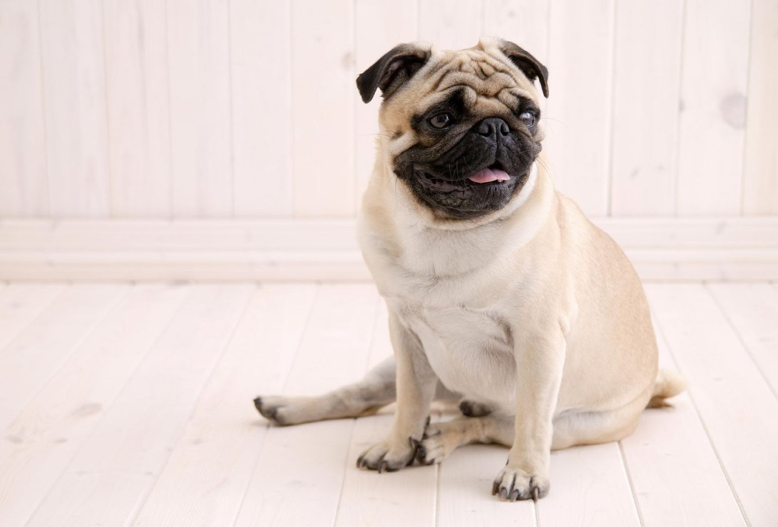 Pug Dog Latest HD Wallpapers 2013 | Beautiful And Dangerous Animals