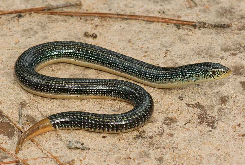 Why is it called a Glass lizard? Are glass lizards dangerous & rare?