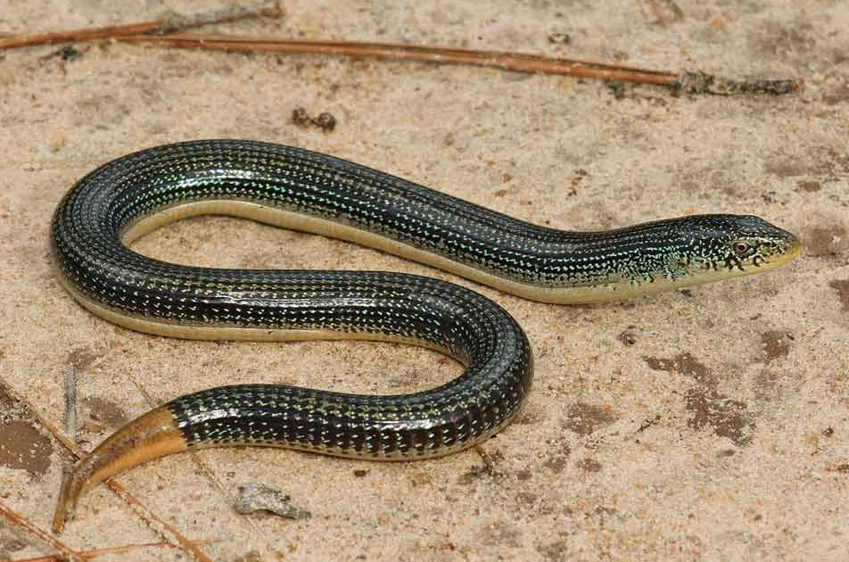 Why is it called a Glass lizard? Are glass lizards dangerous & rare?