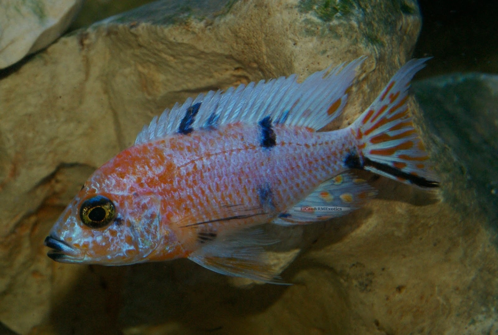 Ciclidos del Rift Aulonocara Marmelade Cat Ob