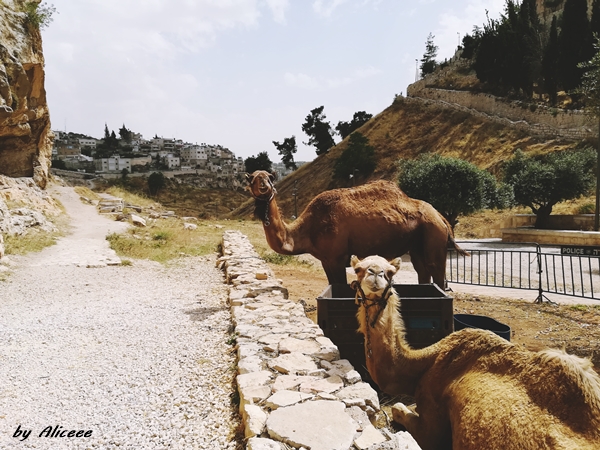 Valea Cedrilor-Ierusalim-de-vazut-poze