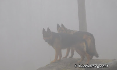 meles meles fauna selvatica nell Appennino Bolognese e Modenese