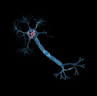 شكل الخلية العصبية فى جسم الانسان