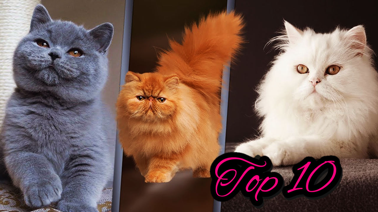 The 10 Best Types of Cat