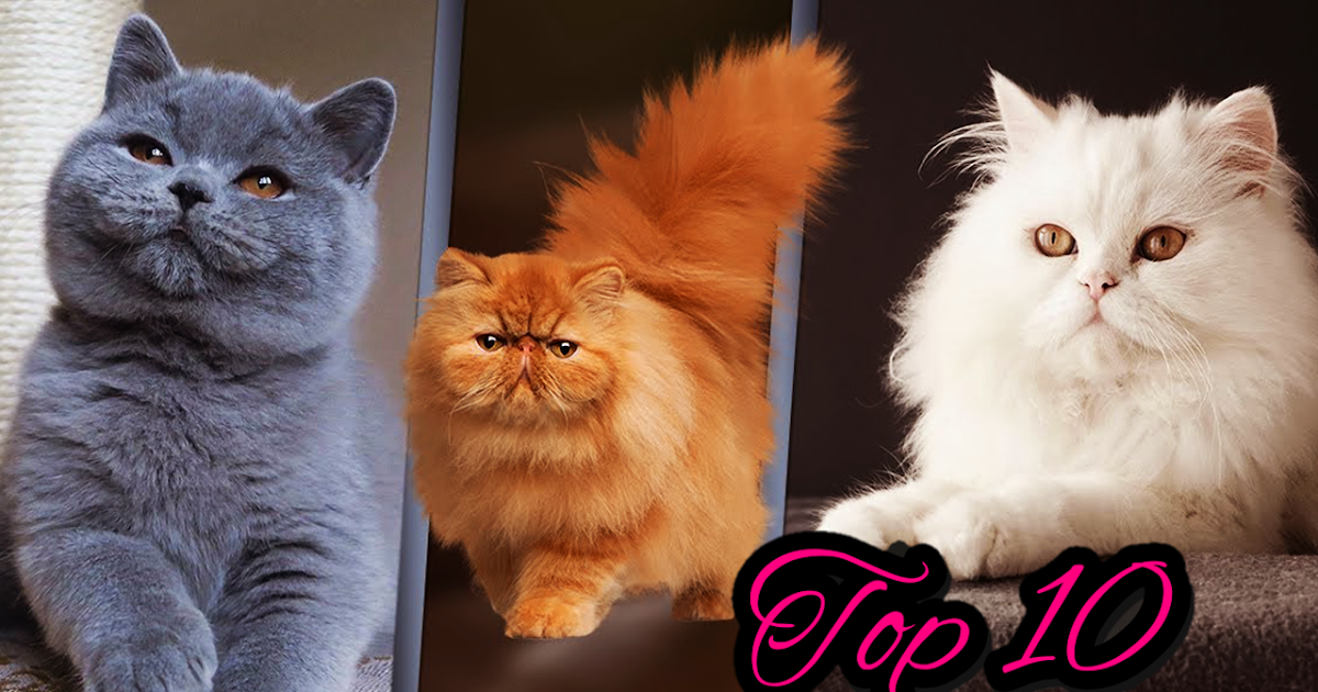 The 10 Best Types of Cat
