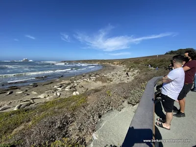 viewers at Piedras Blancas Elephant Seal Rookery overlook in San Simeon, California