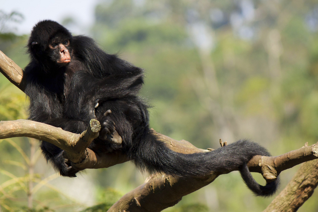 Macaco Aranha de cara preta - Zoo Santo Inácio