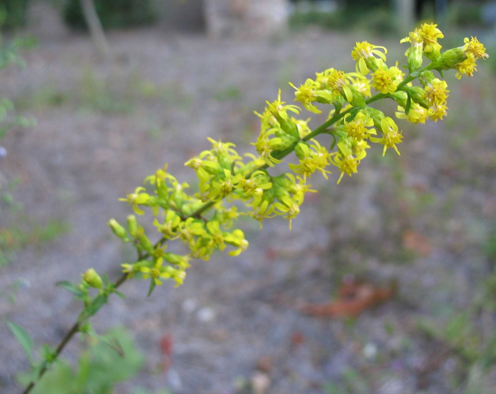 Using Native Plants Go for Goldenrod!
