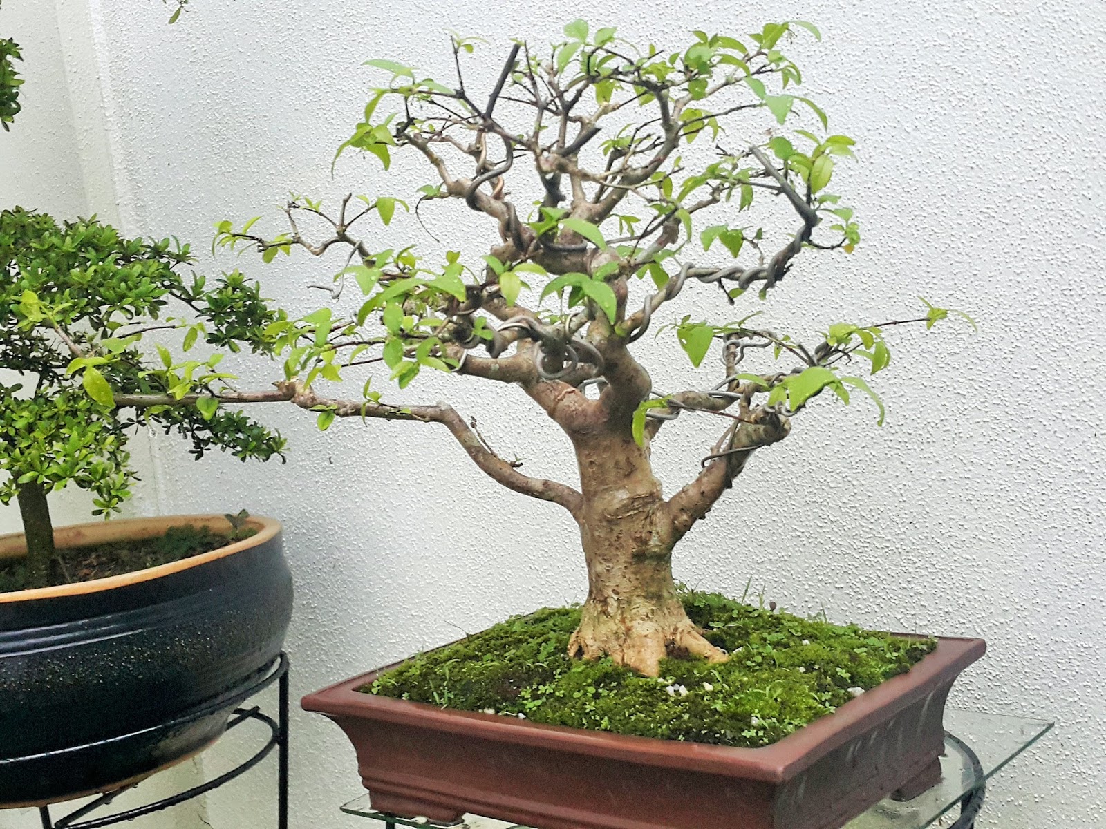 blog of amir rofie Bonsai  Pokok baru Santalia3 Sep 2022 