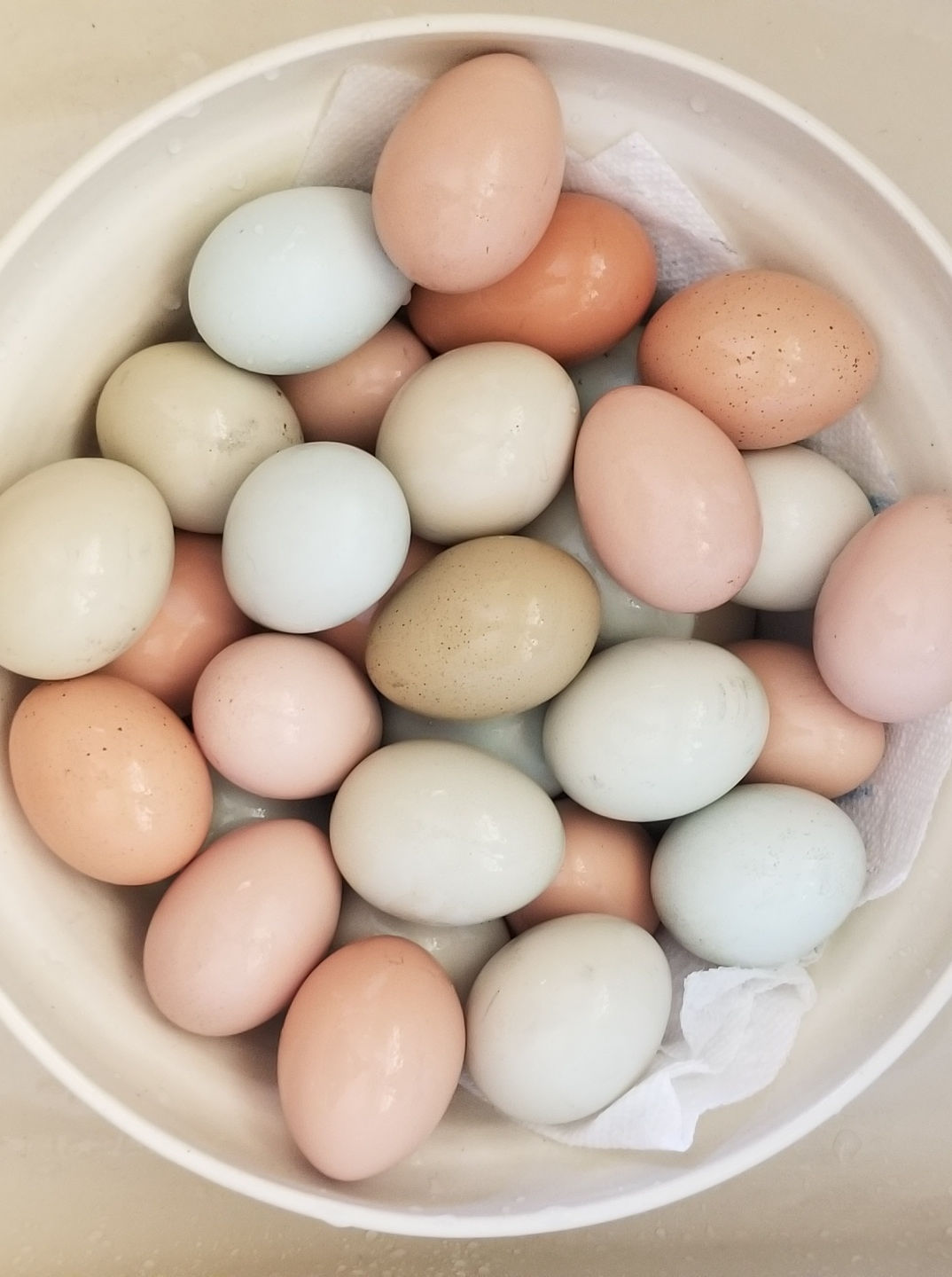 Proper Egg Handling and Storage - Fresh Eggs Daily® with Lisa Steele