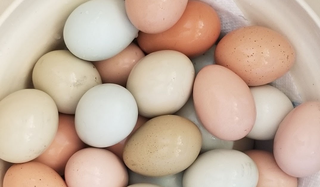 Egg Skelter: the best way to store eggs on the counter. Egg storage  solution. Fresh egg storage. Eggs on the counter. Should I wash my eggs?  Why do Americans put eggs in