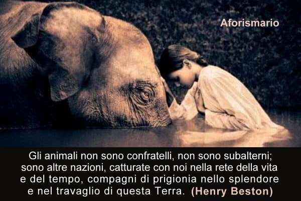 Aforismario: Aforismi, frasi e citazioni su Umani e Animali