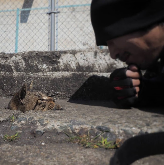 Japanese Photographer Captures Innocent Stray Cats Having Fun