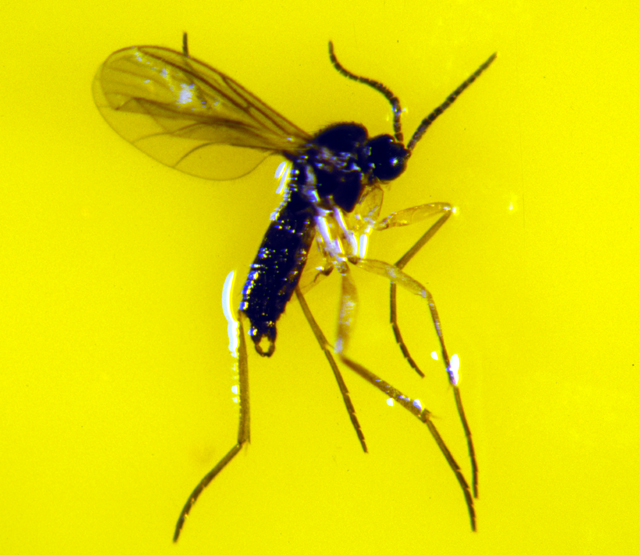 Earth Shattering Gardening In Your Backyard Fungus Gnats