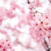 Tips Berburu Cherry Blossom di Korea Saat Musim Semi