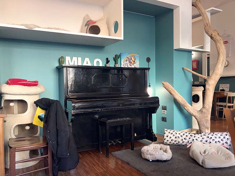 Crazy Cat Cafe, Milan Italy