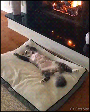 Cold Winter! “What cold winter, are you serious, hoomans?” • Cat GIF Website