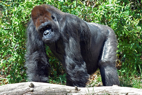 eastern lowland gorilla predators eastern lowland gorilla predators
