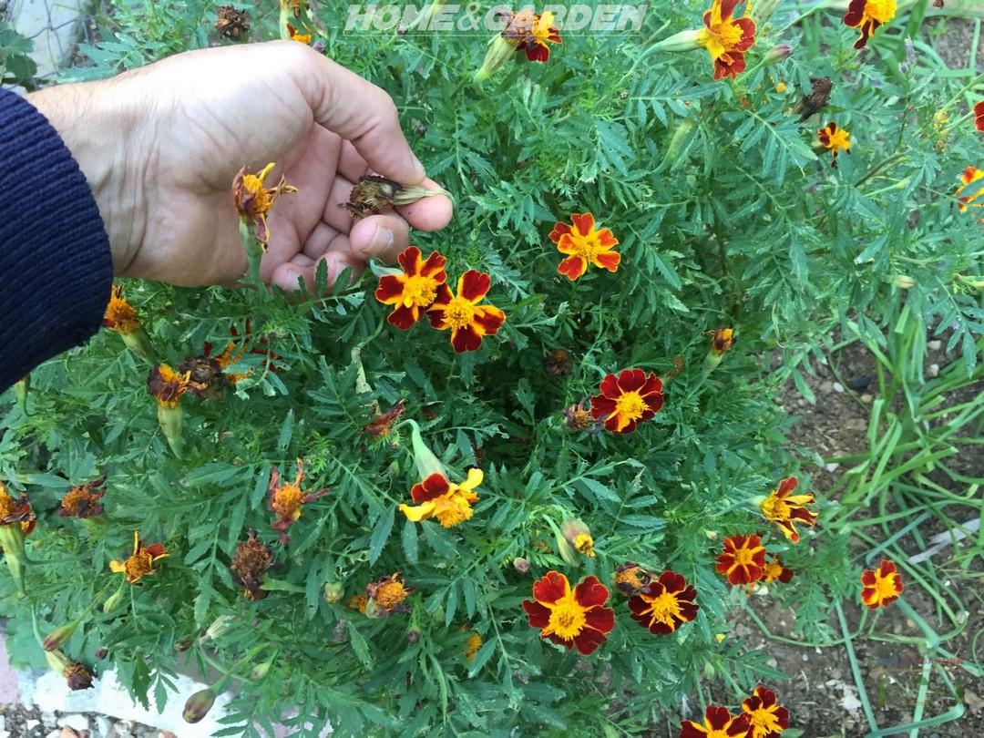 Harvesting and saving marigold seeds is quick, simple and easy. You simply have to remove the seeds from the blooms and let them air dry before storing them over winter.