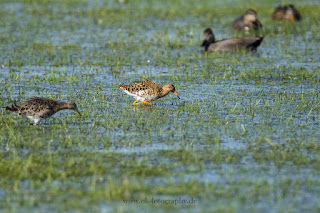 Wildlifefotografie Naturfotografie Kampfläufer