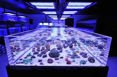 Fish Tank Led Light Manufacturers: The Pleasing Pond with Colorful Fish ...