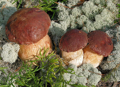 Boletus pinophilus cropped