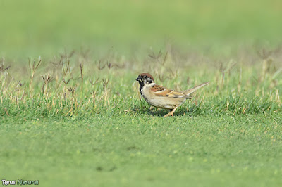 Pardal xarrec (Passer montanus)