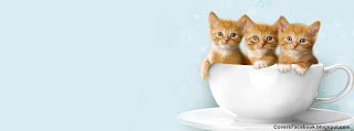 Kittens in a Cup Timeline Cover Photos