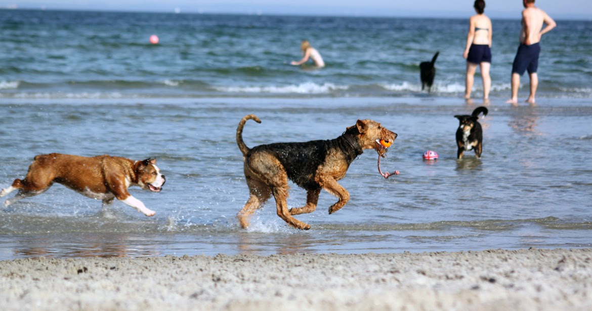 Blöde Töle?! Nein blöde Frauchen!