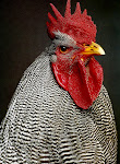 El twitter acá lo representa un gallo porque el blog se llama asi, gallo.