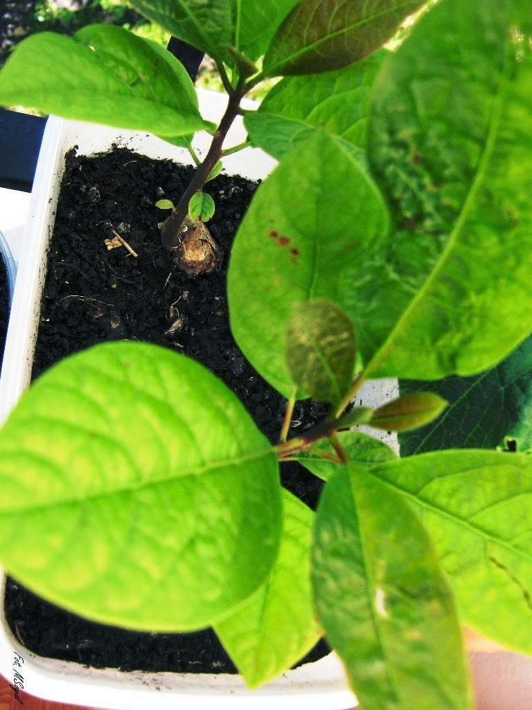 avocado awokado
