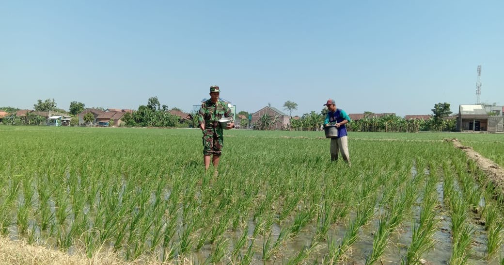 Babinsa Bersama Petani Melakukan Perawatan Tanaman Padi Mt 3 - Ujung