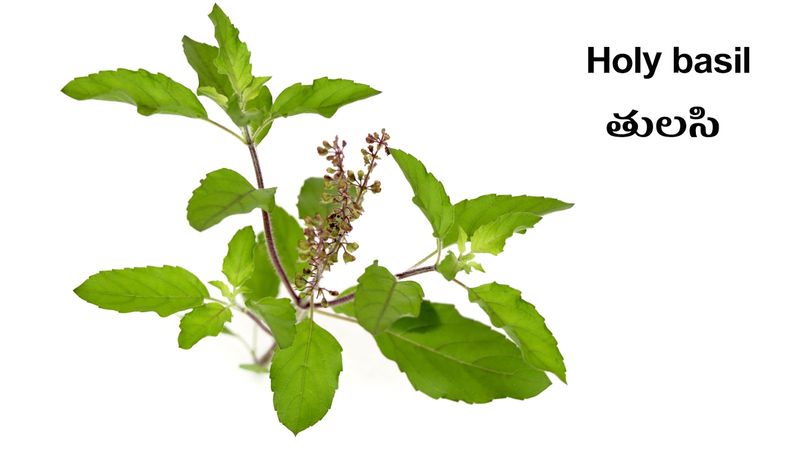 SPICES SUGANDHA DRAVYAALU Picture Dictionary English Telugu