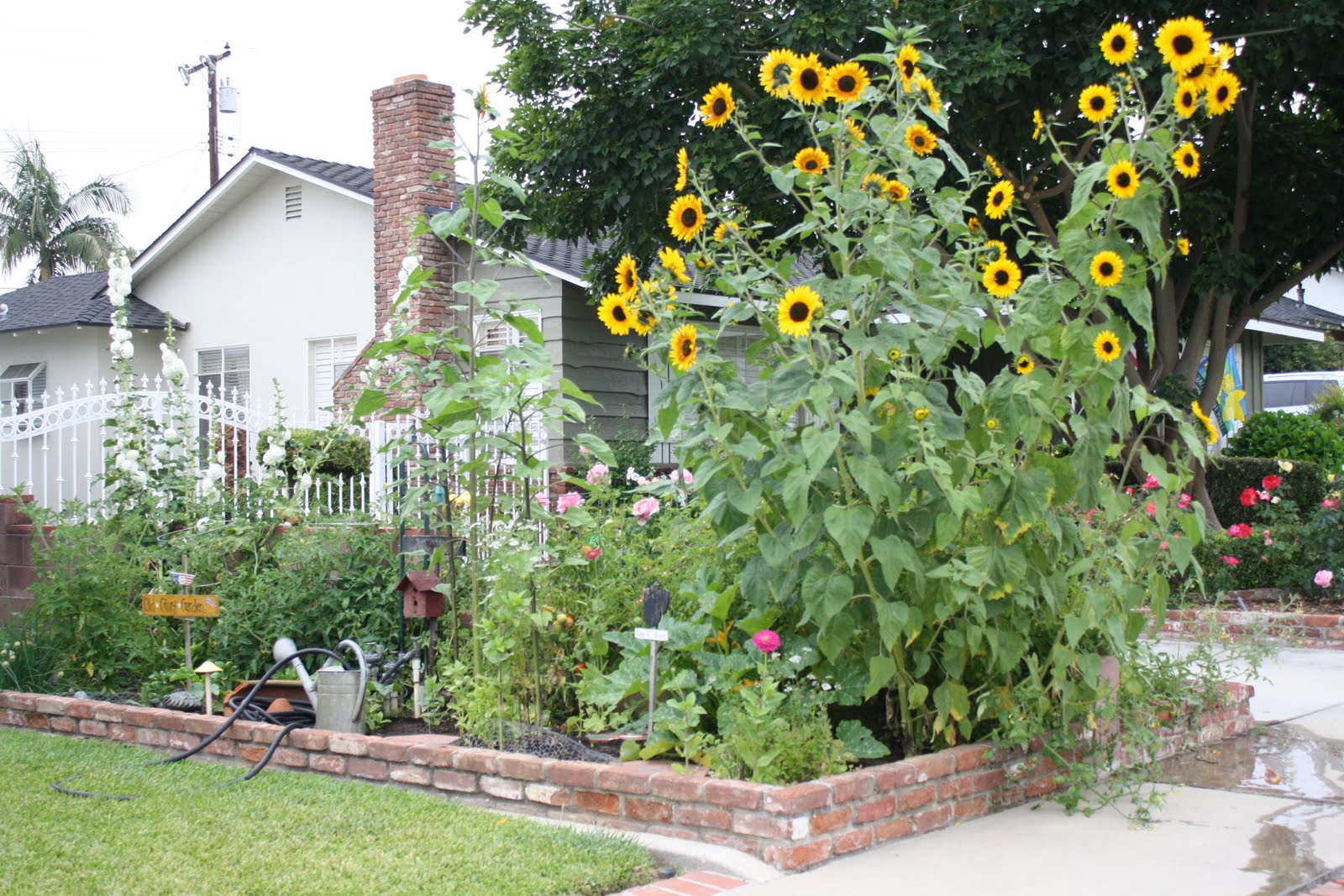 Planning Planting My Front Yard Border 2014 Organized Clutter