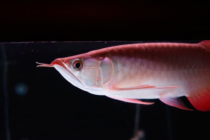 CNC phoneshop: Ciri-Ciri Ikan Arwana (Arowana Fish ...