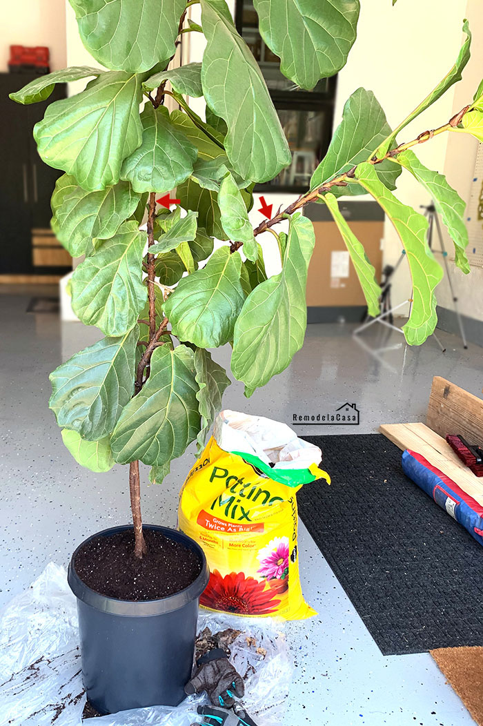 Fiddle Leaf Tree Trimming Remodelando la Casa